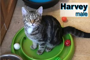 . Harvey .