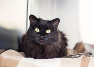 . Mojo .