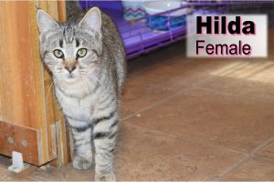 . Hilda .