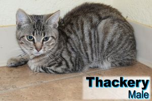 . Thackery .