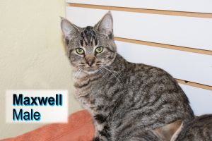 . Maxwell .