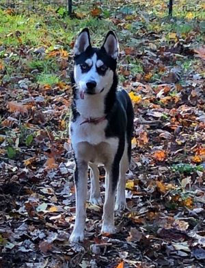 . Nova - APPROVED ADOPTER .
