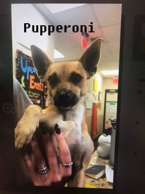 . Pupperoni .