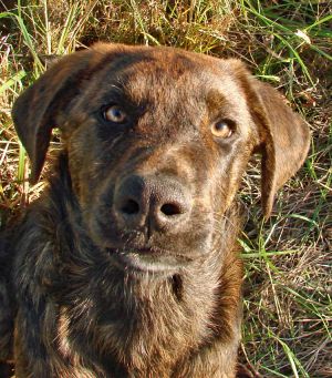 . Mr. Fred Rogers (Therapy quality, named after actor Tom Hanks' character in new movie) .