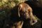 . Mr. Fred Rogers (Therapy quality, named after actor Tom Hanks' character in new movie) .