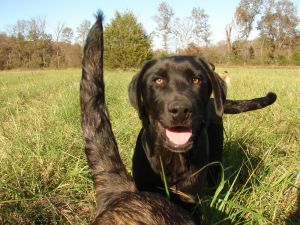 . SAVING PRIVATE RYAN aka Ryan (One of four great family dog pups in his litter) .