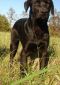 . SAVING PRIVATE RYAN aka Ryan (One of four great family dog pups in his litter) .