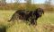 . SAVING PRIVATE RYAN aka Ryan (One of four great family dog pups in his litter) .