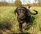 . SAVING PRIVATE RYAN aka Ryan (One of four great family dog pups in his litter) .