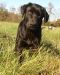 . SAVING PRIVATE RYAN aka Ryan (One of four great family dog pups in his litter) .