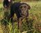 . CAST-AWAY (Named after Tom Hank's movie, but she is a GEM) .