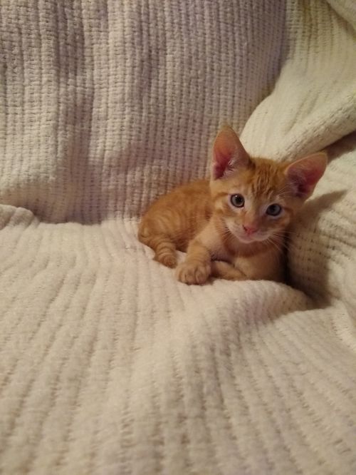 . Simba .