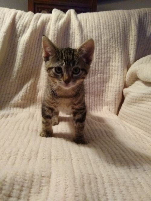 . Tater .