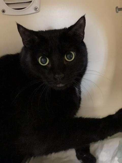 . Merlin .