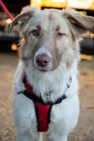 . Pirate Russian One Eyed Saluki Aussie .