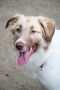 . Pirate Russian One Eyed Saluki Aussie .