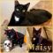. Maisy Girl .