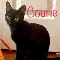 . Courie .