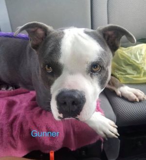 . GUNNER .