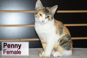 . Penny .