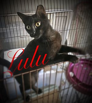 . Lulu .