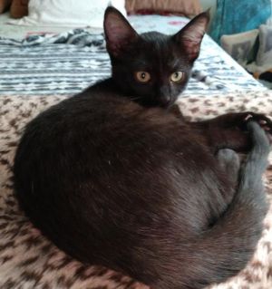 . ONYX .