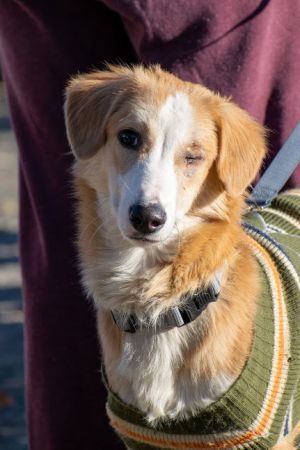 . Subin Indian One Eyed Saluki .