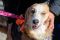 . Subin Indian One Eyed Saluki .