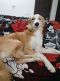 . Subin Indian One Eyed Saluki .