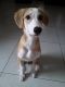 . Subin Indian One Eyed Saluki .