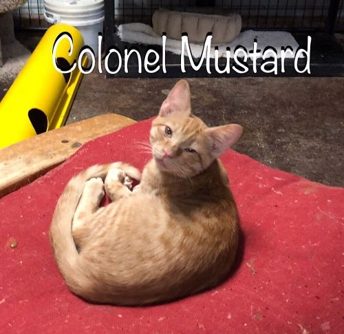 . Colonel mustard .