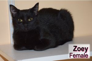 . Zoey .