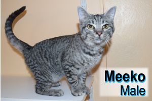 . Meeko .