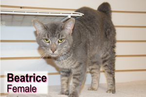 . Beatrice .