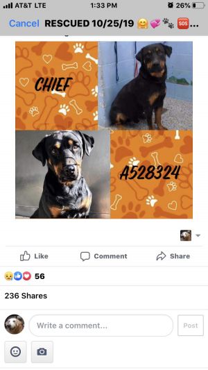 . Chief .