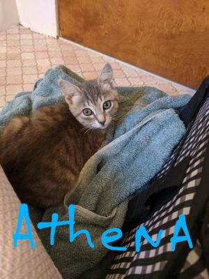 . Athena .