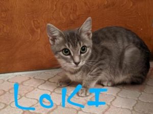 . Loki .