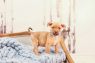 . Ralphie .