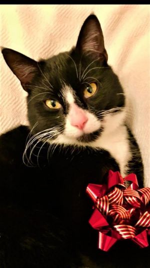 . Handsome Hal .