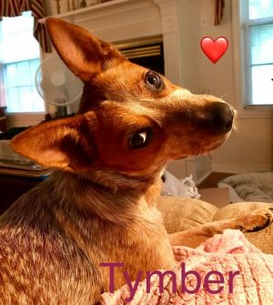. TYMBER .