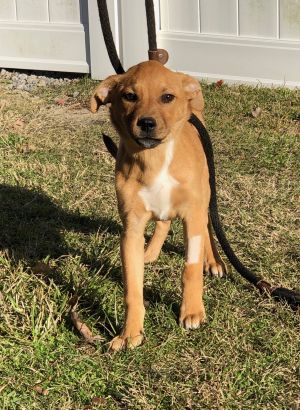 . Piper .