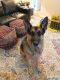 Referral - Brute German Shepherd Rescue of the Rockies - Referral - Brute