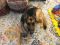 Referral - Brute German Shepherd Rescue of the Rockies - Referral - Brute