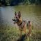 Referral - Brute German Shepherd Rescue of the Rockies - Referral - Brute