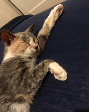 . Kya .