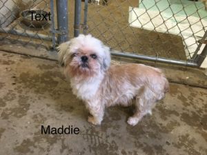 . Maddie .