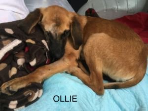 . Ollie .