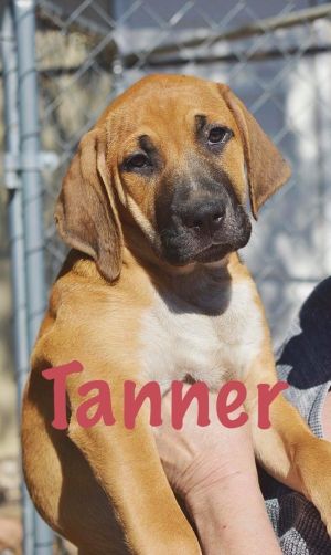 . Tanner .