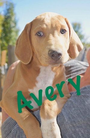 . Avery .