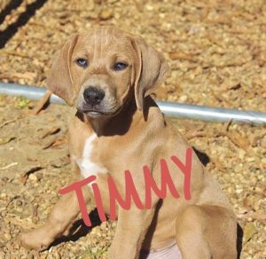 . Timmy .